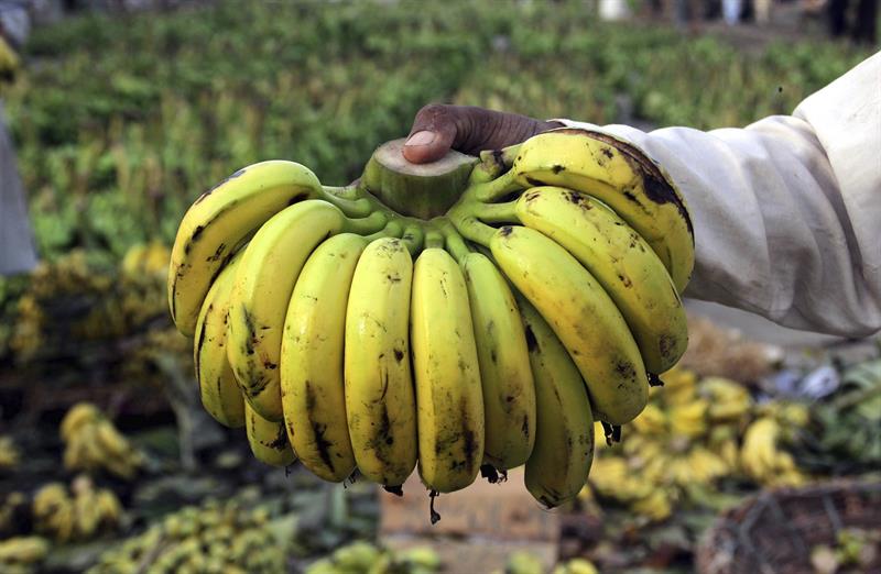  FAO: het handboek voor bananenwerk in Ecuador kan in andere landen worden aangepast