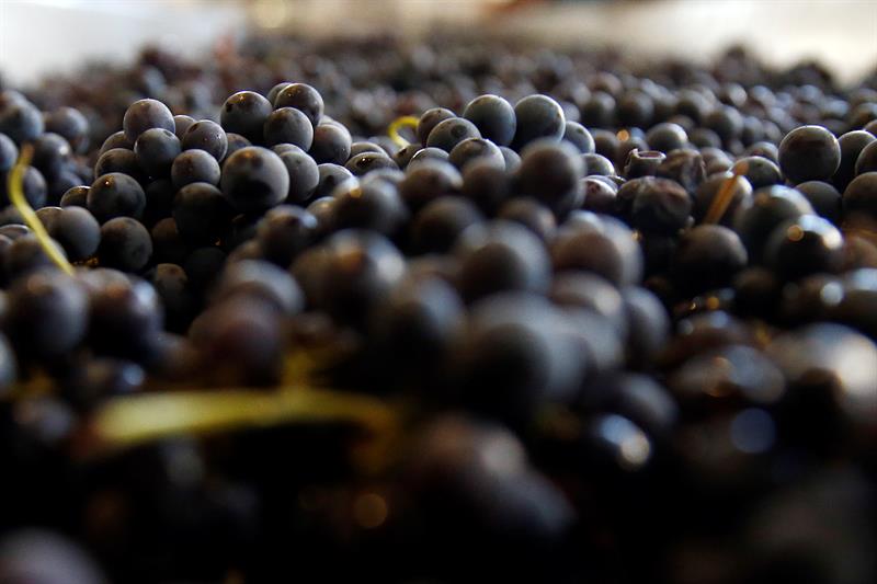  Chili wandelt door Europa de vitivinÃ­cola-macht van zijn patrimoniale stammen