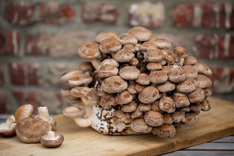  "Shitake" champignons geteeld met bier, een mogelijk project in Brussel